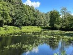 Fluss im Grünen mit Wald und Wiese