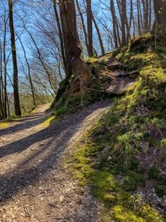 Baum mit Wanderwegsmarkierung Baum mit Wanderwegsmarkierung