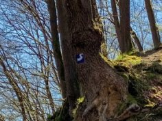 Baum mit Wanderwegmarkierung