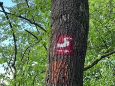 Baum mit Wanderwegmarkierung